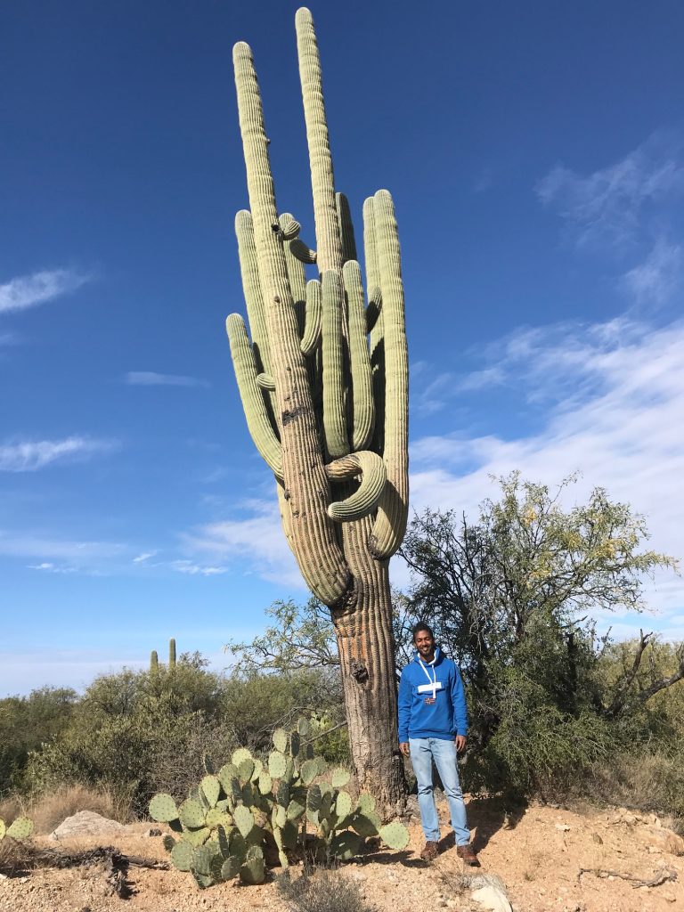 Saguaro cactus in Tucson